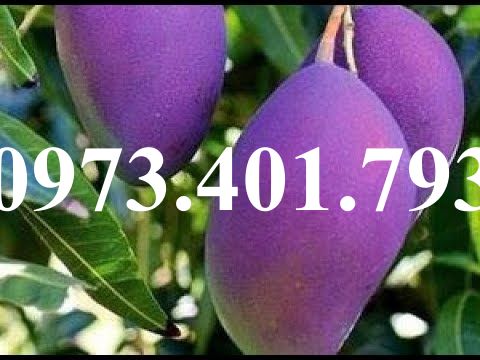 CÂY GIỐNG XOÀI TÍM
